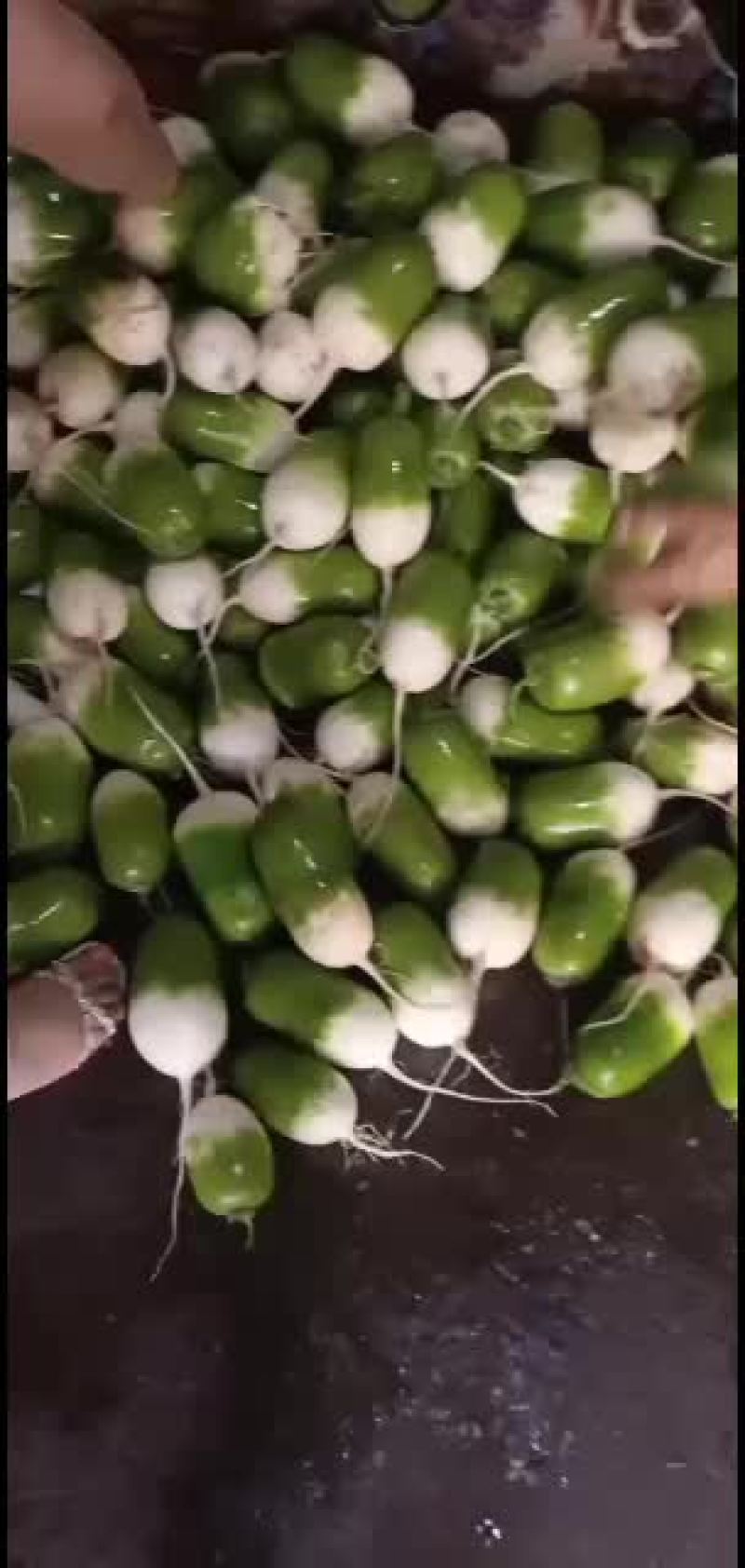 园青萝卜大量上市有议的打电话