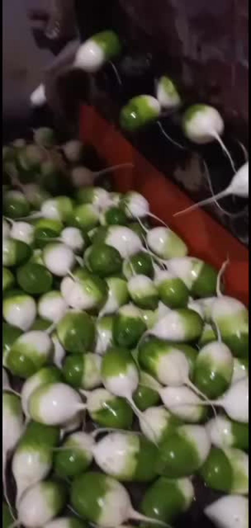 园青萝卜大量上市有议的打电话