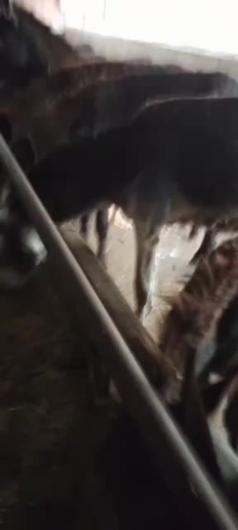 驴苗条子要得联系价格美丽
