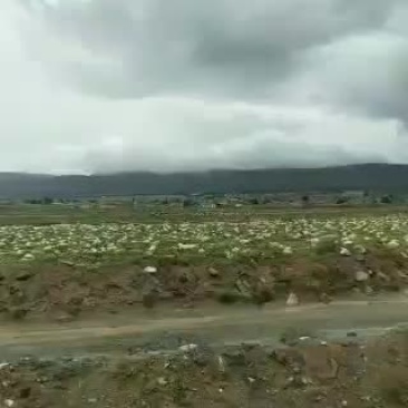 宁夏中卫香山硒砂瓜，代办