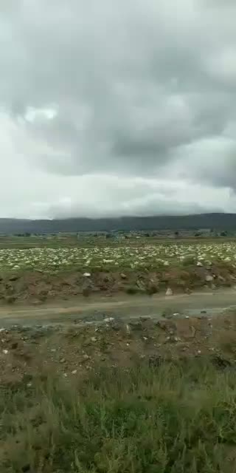 宁夏中卫香山硒砂瓜，代办