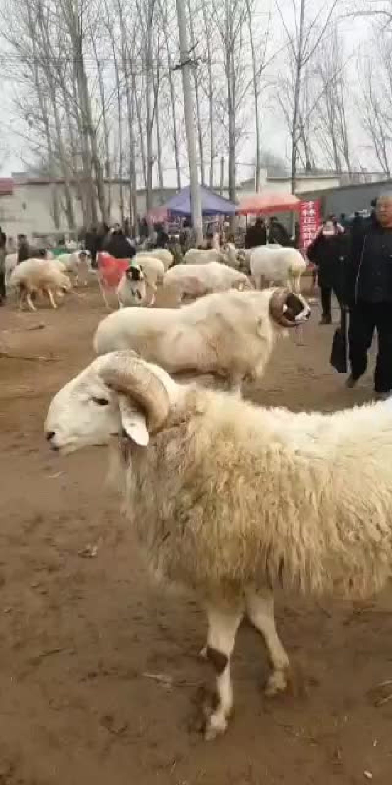 小尾寒羊，高腿大耳纯种，种羊，头胎怀孕，二胎怀孕，免费送