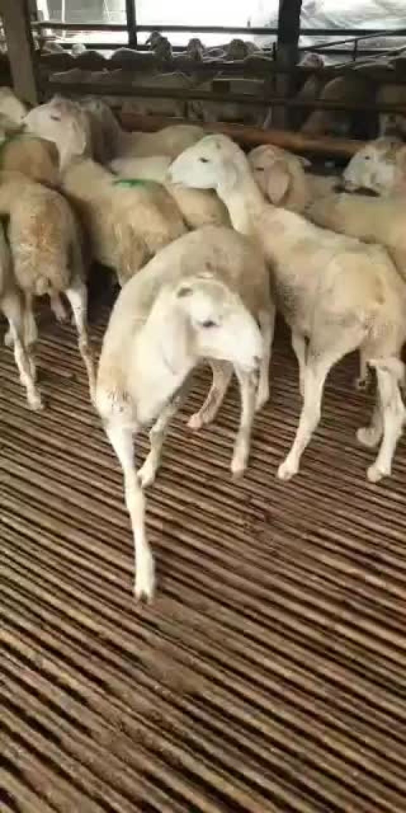 小尾寒羊，高腿大耳，免费送货，可以货到付款