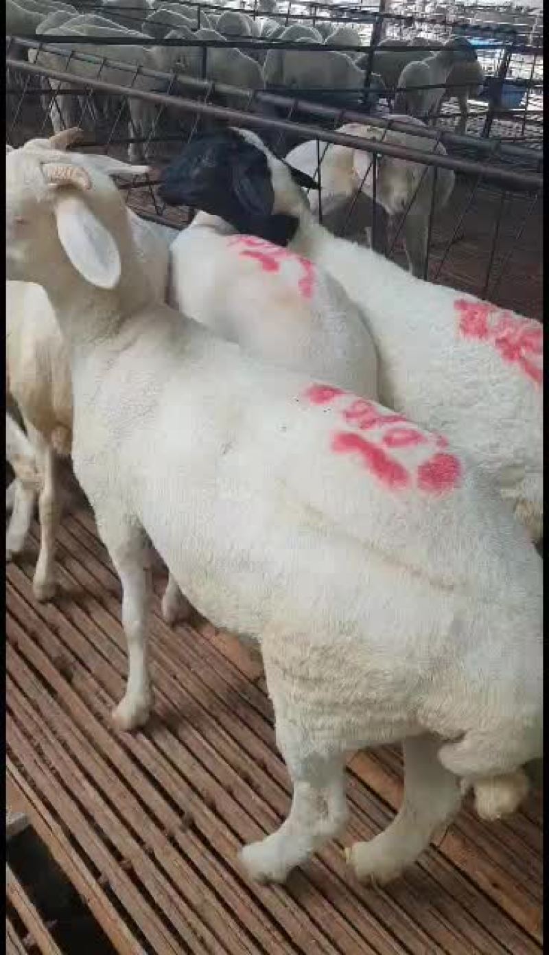 小尾寒羊，高腿大耳，免费送货，可以货到付款