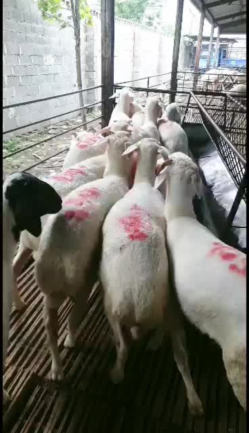 小尾寒羊，高腿大耳，免费送货，可以货到付款