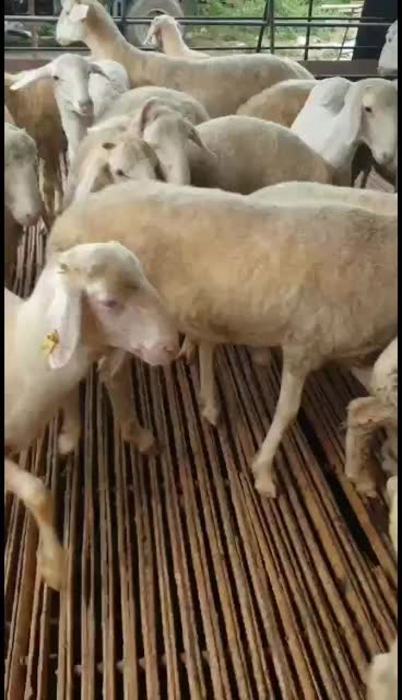 小尾寒羊，高腿大耳，免费送货，可以货到付款