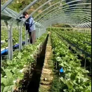 温室大棚批发各种冷棚暖棚养殖棚种植大棚