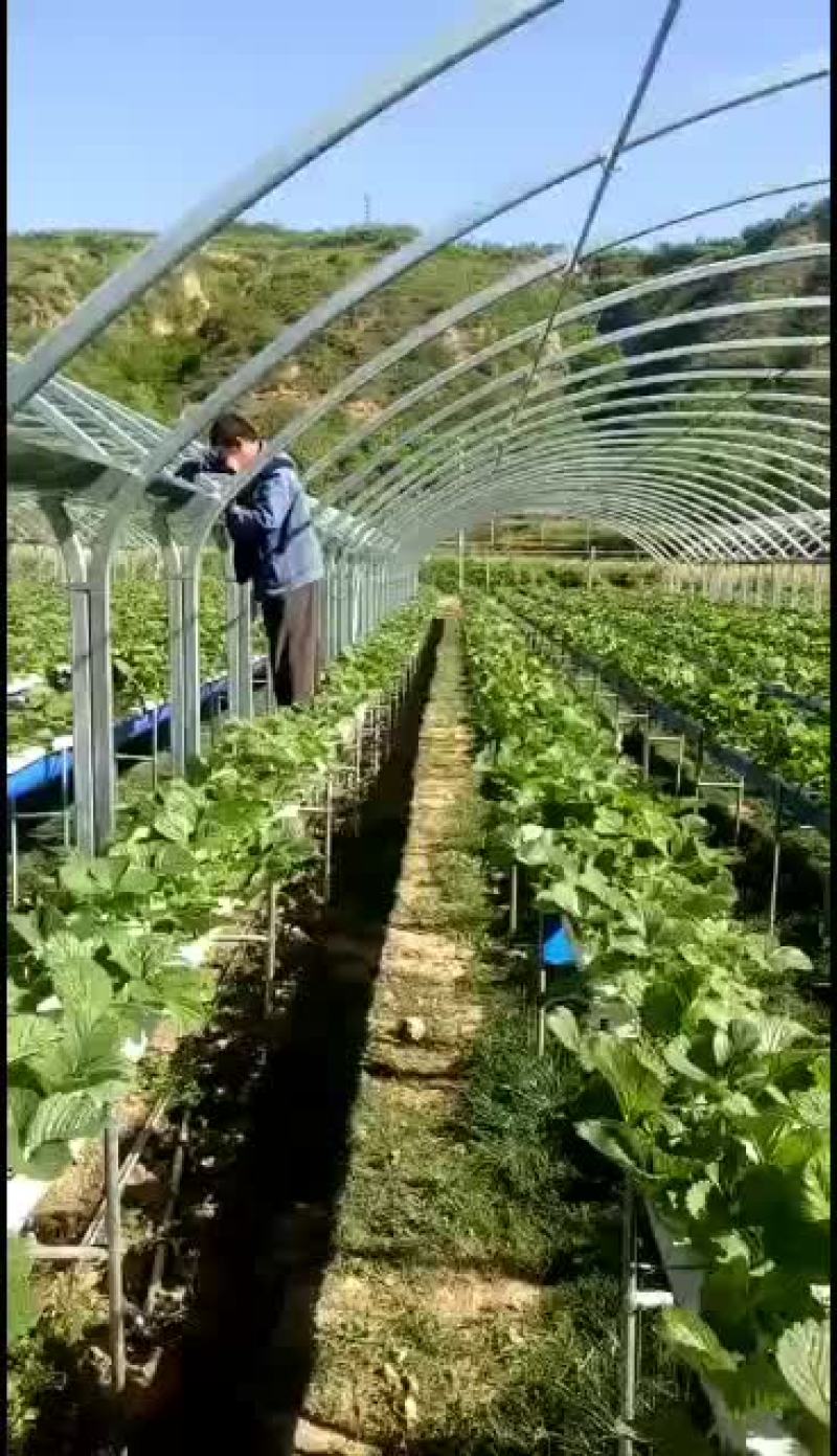 温室大棚批发各种冷棚暖棚养殖棚种植大棚