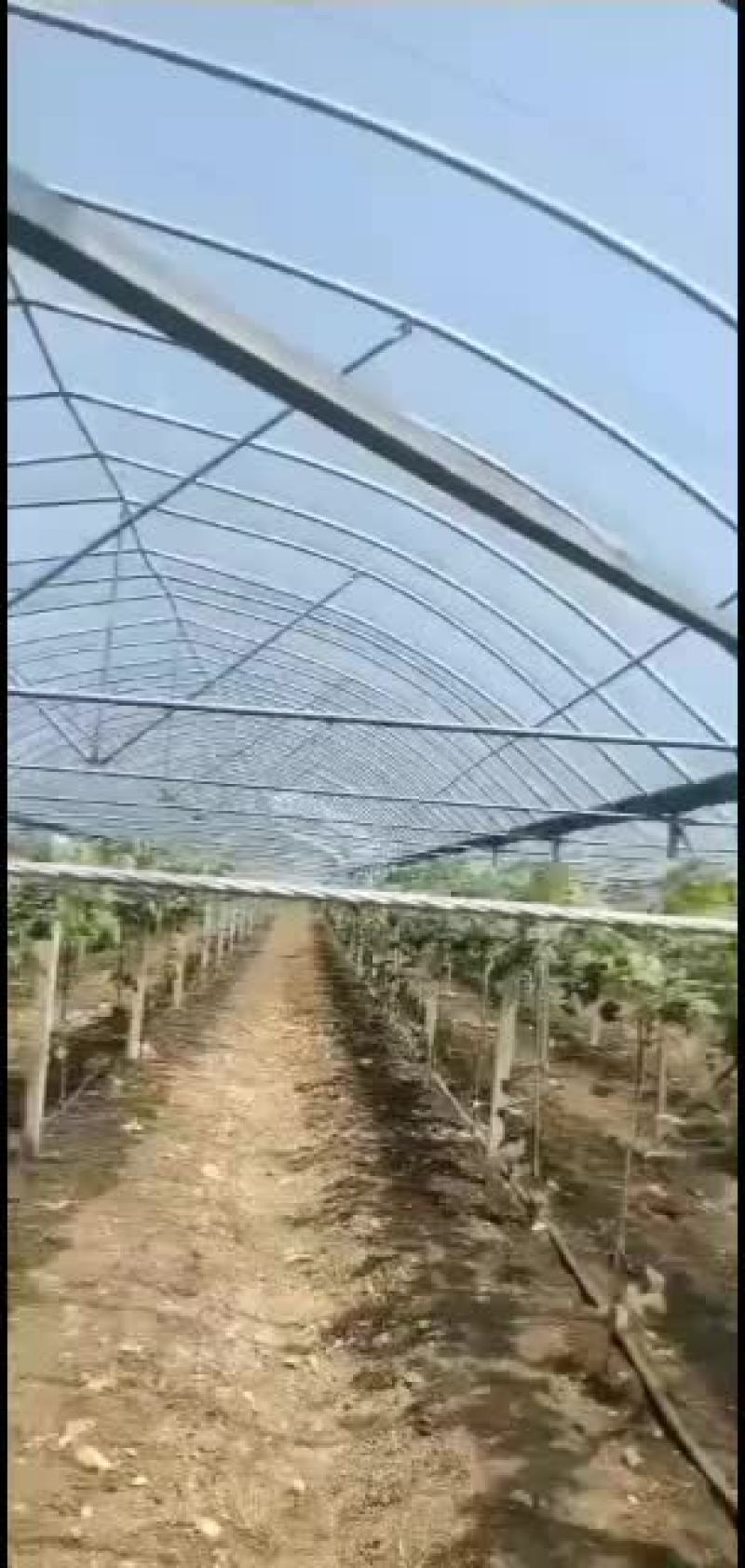 温室大棚批发各种冷棚暖棚养殖棚种植大棚