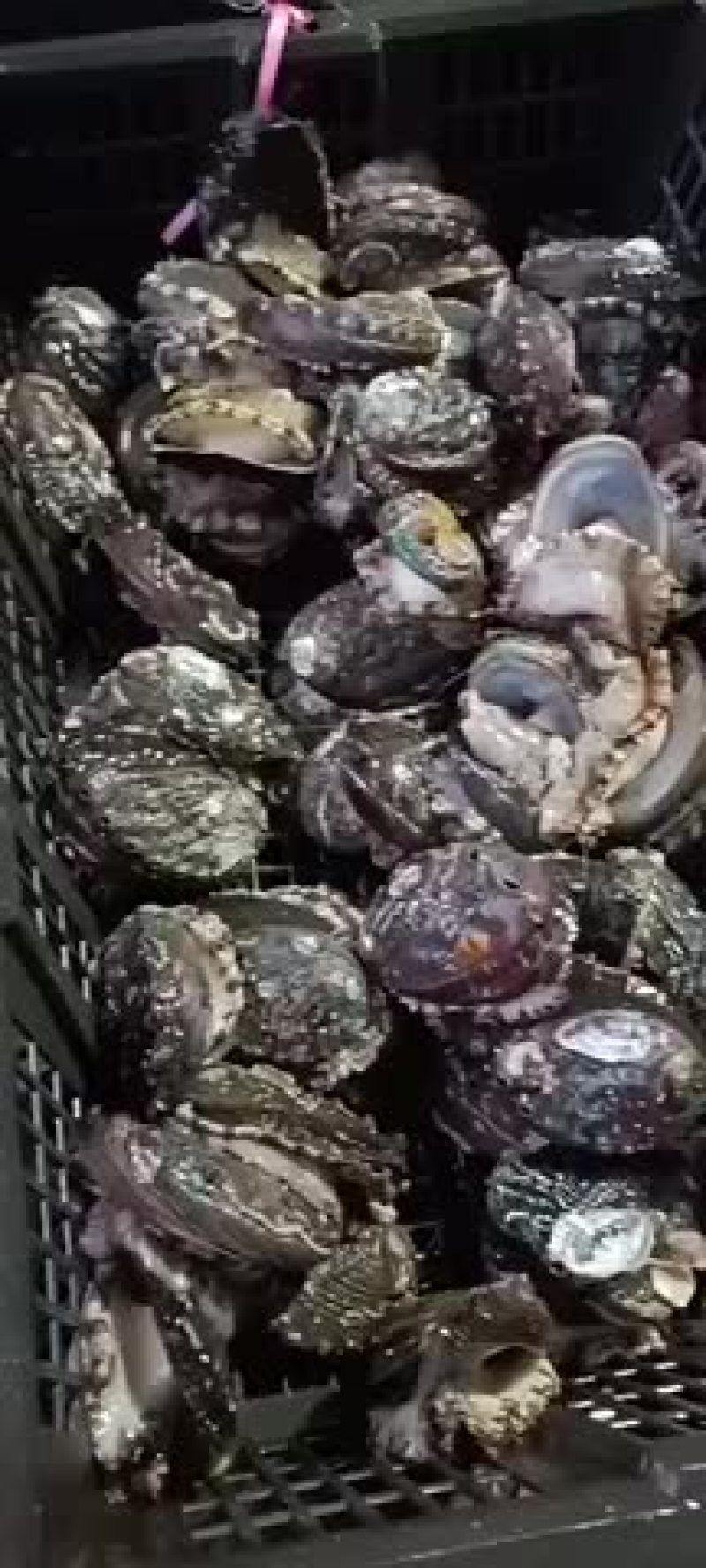 鲍鱼鲜活活体发货各种规格鲍鱼大量现货