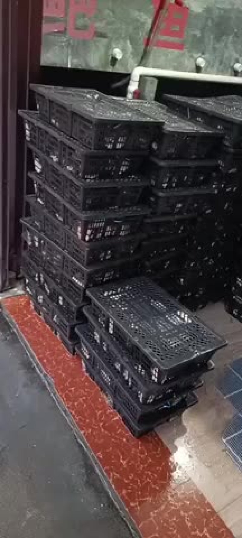 鲍鱼鲜活活体发货各种规格鲍鱼大量现货