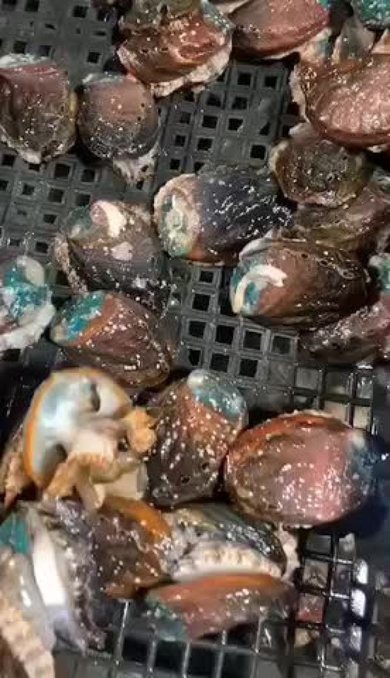 鲍鱼鲜活活体发货各种规格鲍鱼大量现货