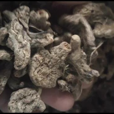 三叉白笈干货，紫花三叉白芨