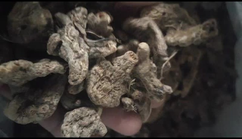 三叉白笈干货，紫花三叉白芨