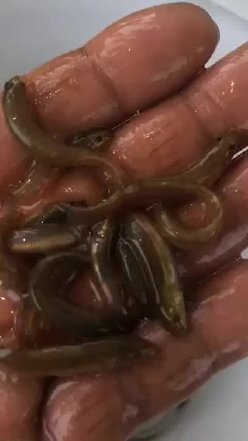 各种规格的泥鳅，放生用的。