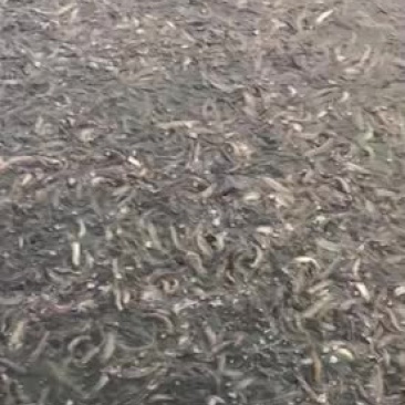 各种规格的泥鳅，放生用的。
