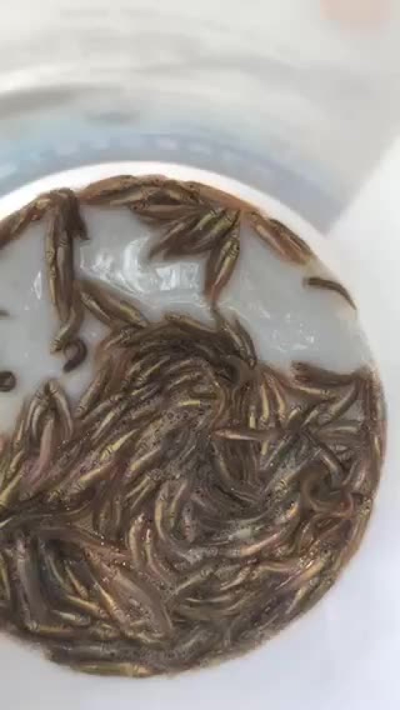 各种规格的泥鳅，放生用的。