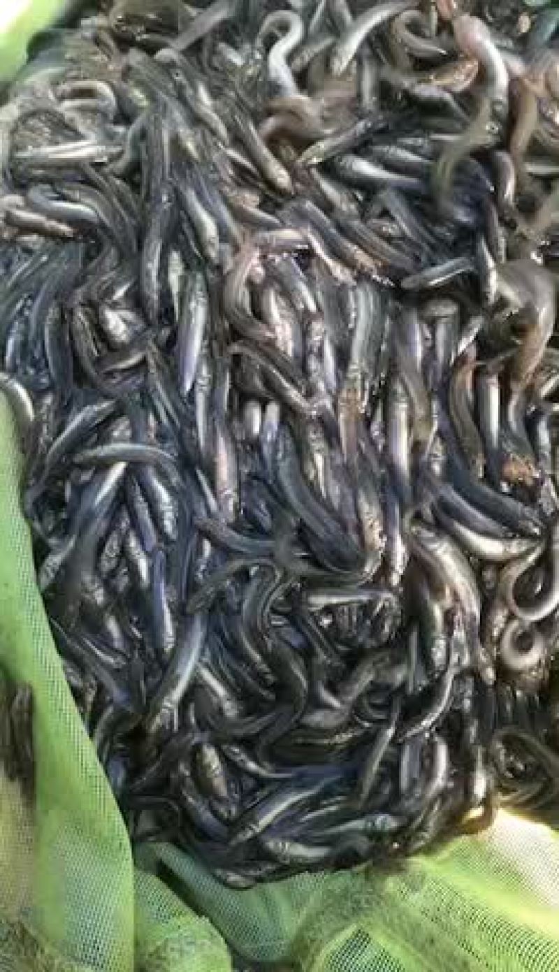 各种规格的泥鳅，放生用的。