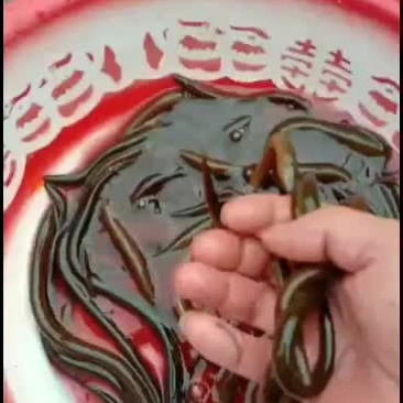 优质正大九号黄鳝苗，无病毒，长势快，成活率高，包技术，