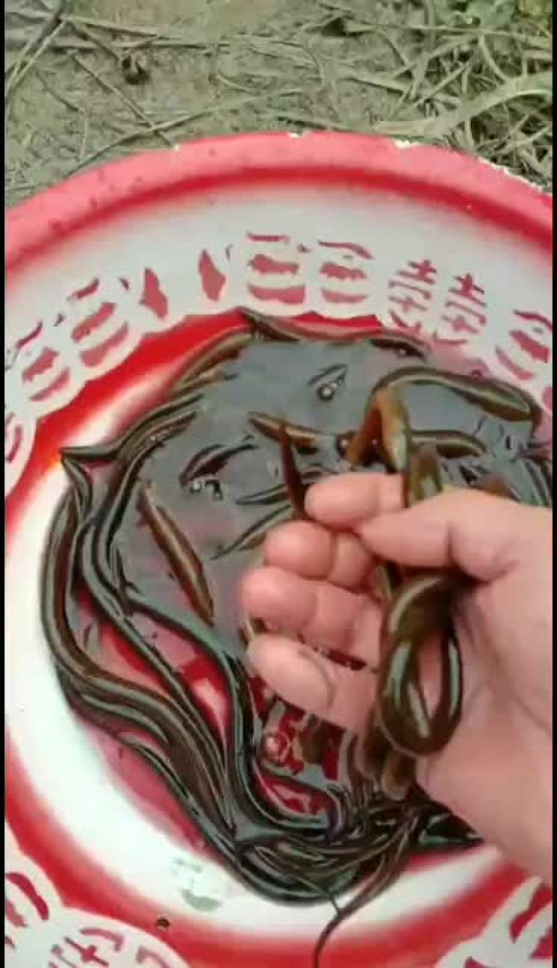 优质正大九号黄鳝苗，无病毒，长势快，成活率高，包技术，