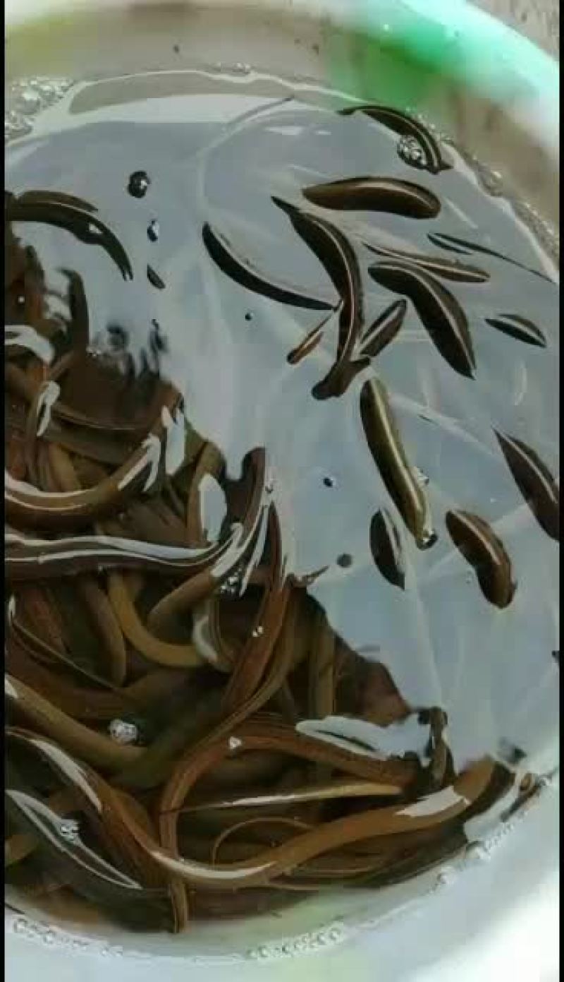 优质正大九号黄鳝苗，无病毒，长势快，成活率高，包技术，