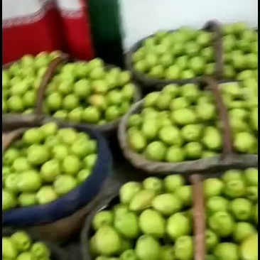 酥梨，红香酥，有需求的关注
