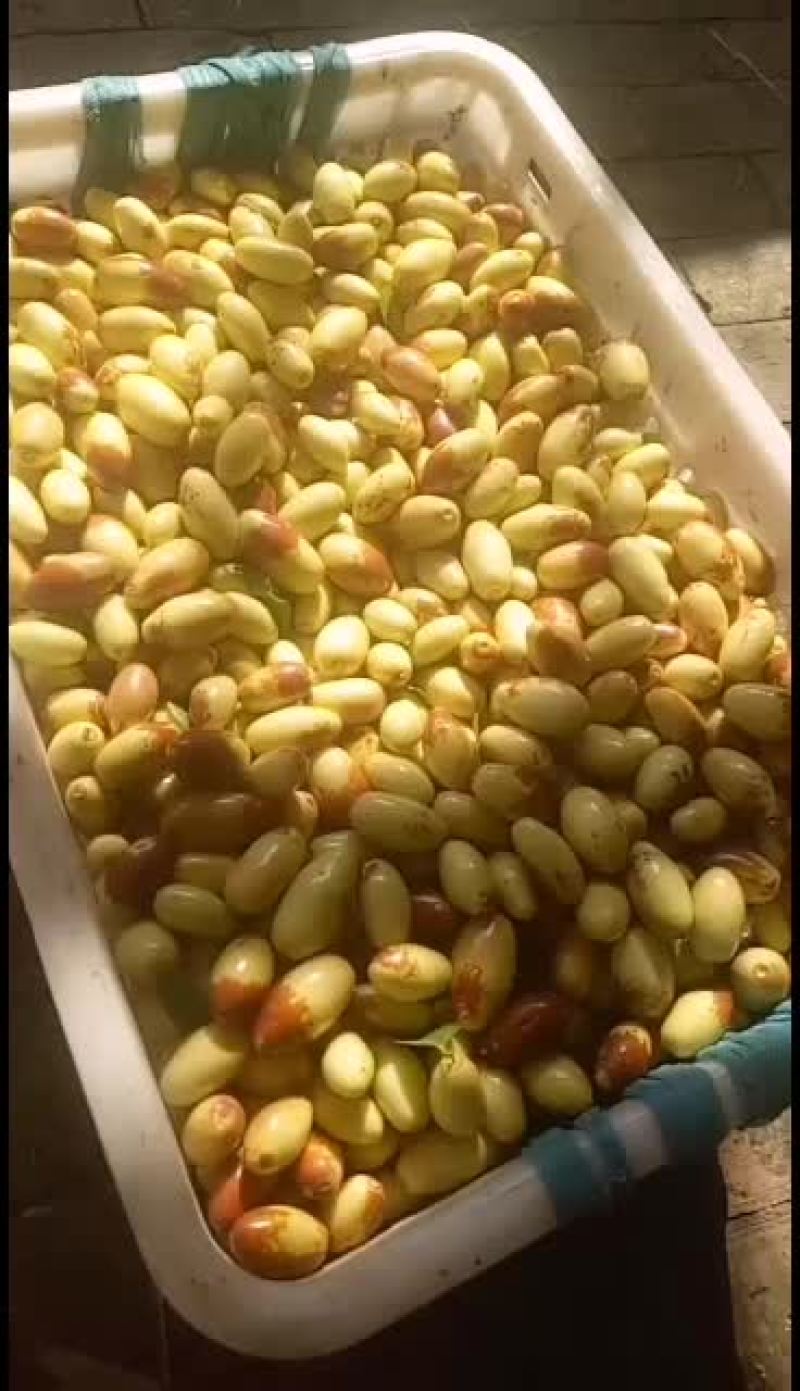 马牙枣即将大量上市，大量货源，诚信经营