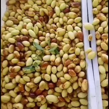 马牙枣即将大量上市，大量货源，诚信经营