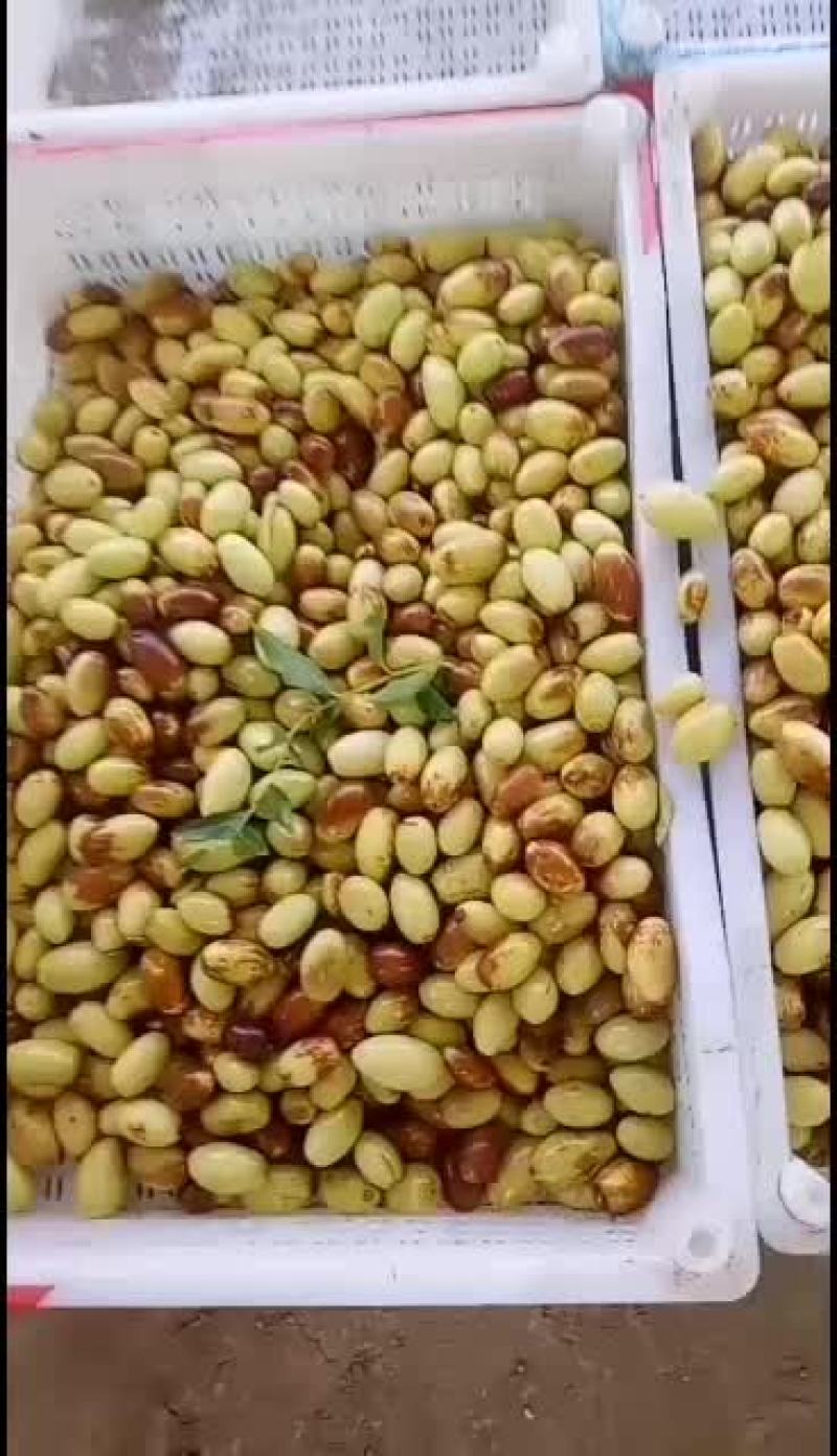 马牙枣即将大量上市，大量货源，诚信经营