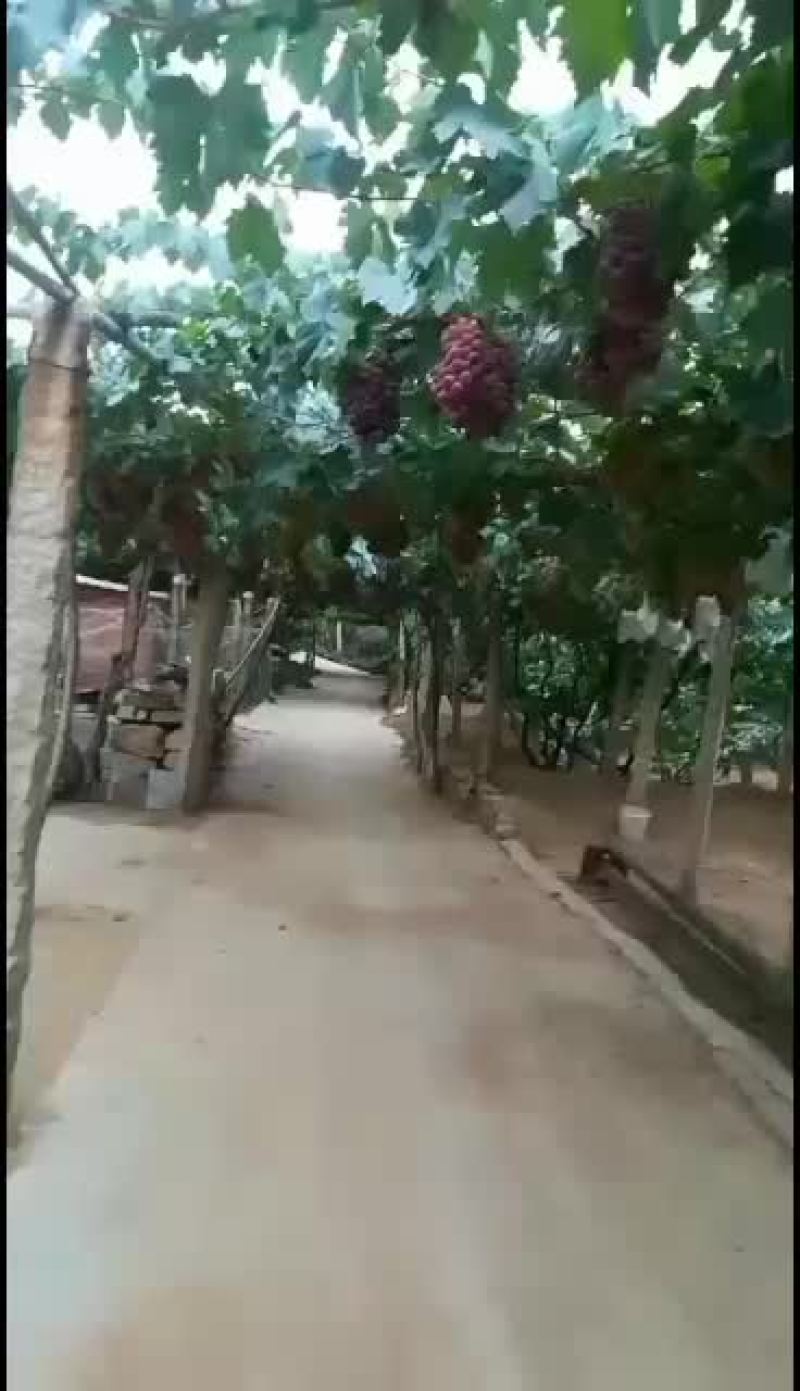 玫瑰香葡萄大量上市需要的联系我
