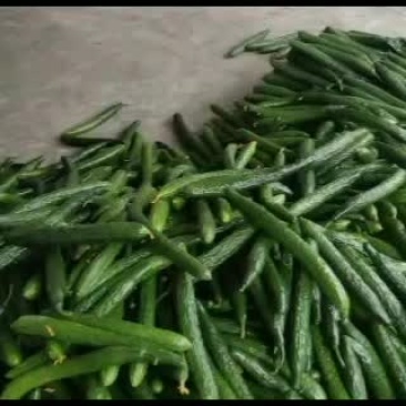 新鲜黄瓜货多质量好价格便宜