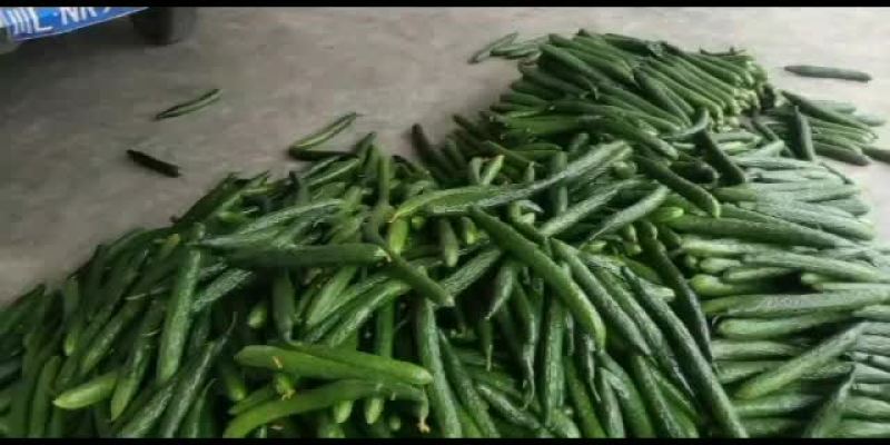 新鲜黄瓜货多质量好价格便宜