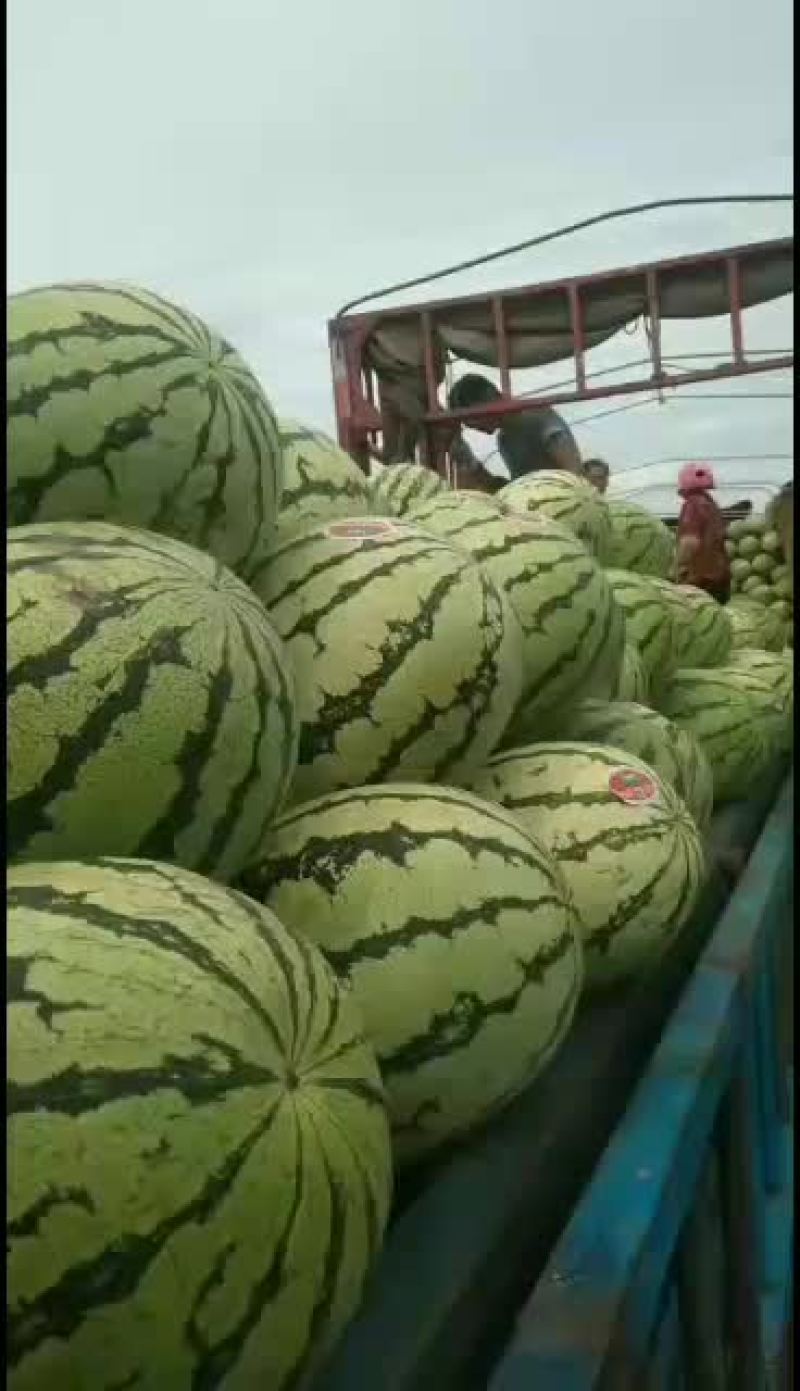 宁夏硒砂瓜没有市场费用