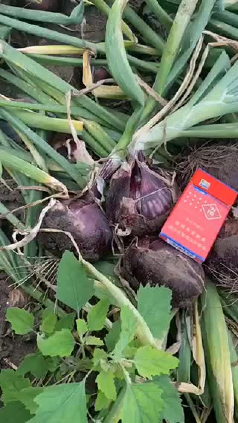 齐齐哈尔精品大红洋葱