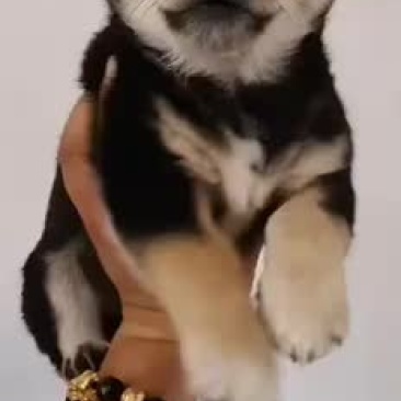 精品黑柴犬喜欢的下单