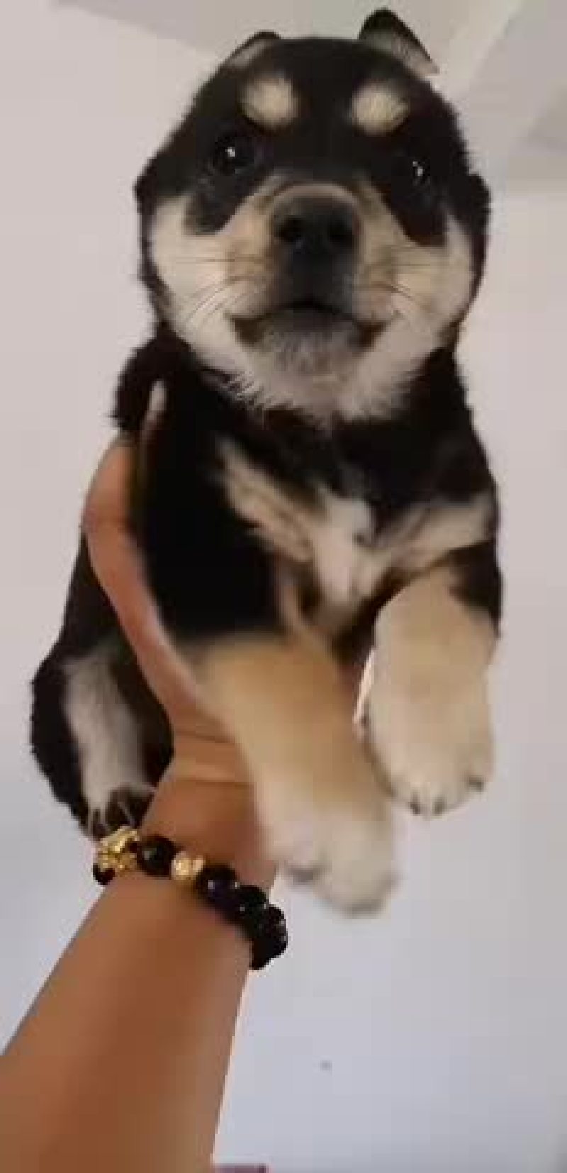 精品黑柴犬喜欢的下单