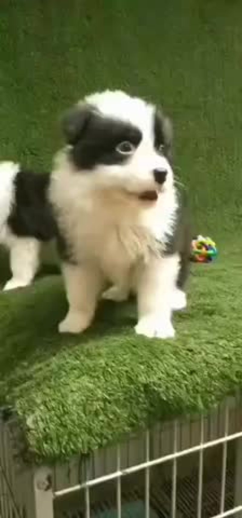 精品边牧喜欢的下单哦