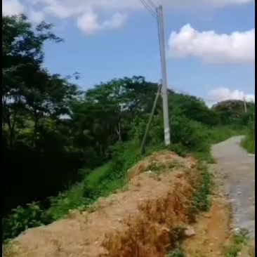 凤凰木金凤广东凤凰木地苗