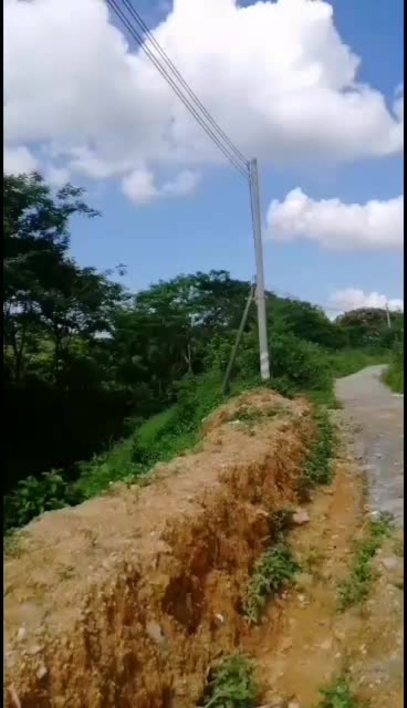 凤凰木金凤广东凤凰木地苗