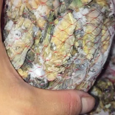 金蝉最后一批手慢无今年的成色看视频