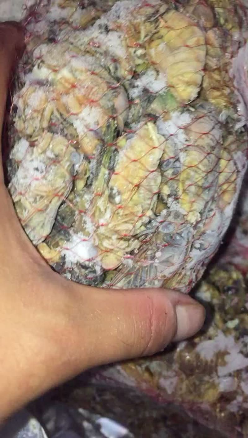金蝉最后一批手慢无今年的成色看视频
