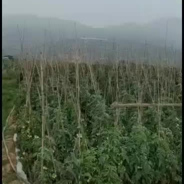 陆地西红柿，昼夜温差大，口感特别好！！