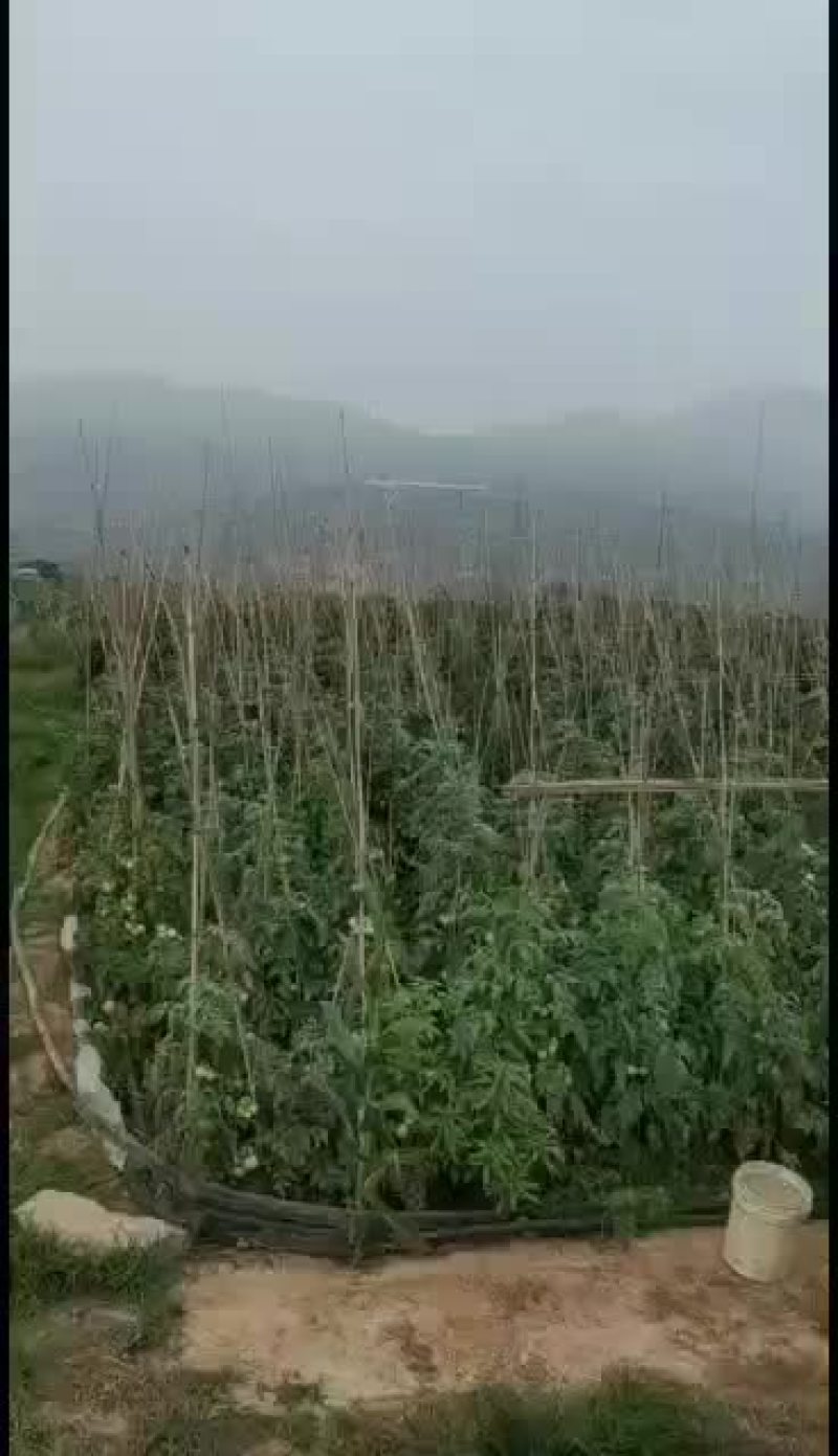 陆地西红柿，昼夜温差大，口感特别好！！