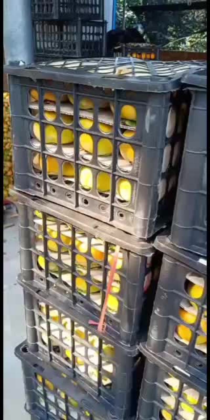 水果柿子，脆甜爽口阳丰