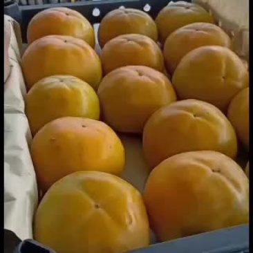 水果柿子，脆甜爽口阳丰