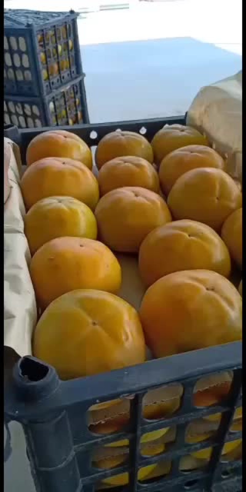 水果柿子，脆甜爽口阳丰