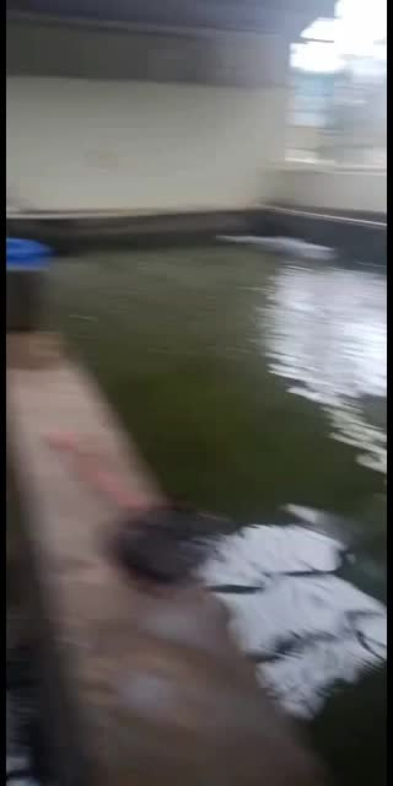 刺鳅鱼苗，，刀鳅鱼苗，养殖经济效益高，免费指导养殖技术
