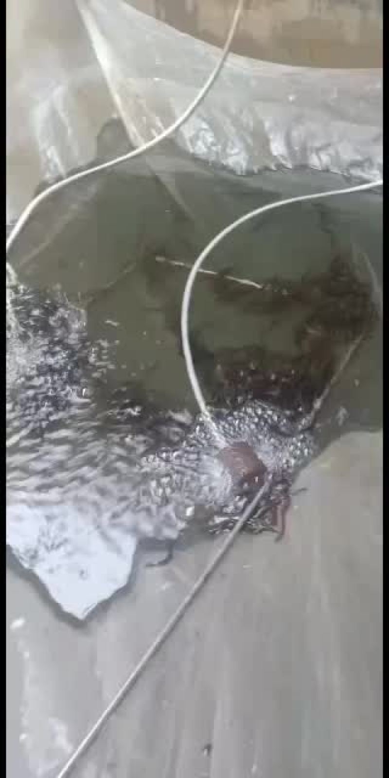 刺鳅鱼苗，，刀鳅鱼苗，养殖经济效益高，免费指导养殖技术