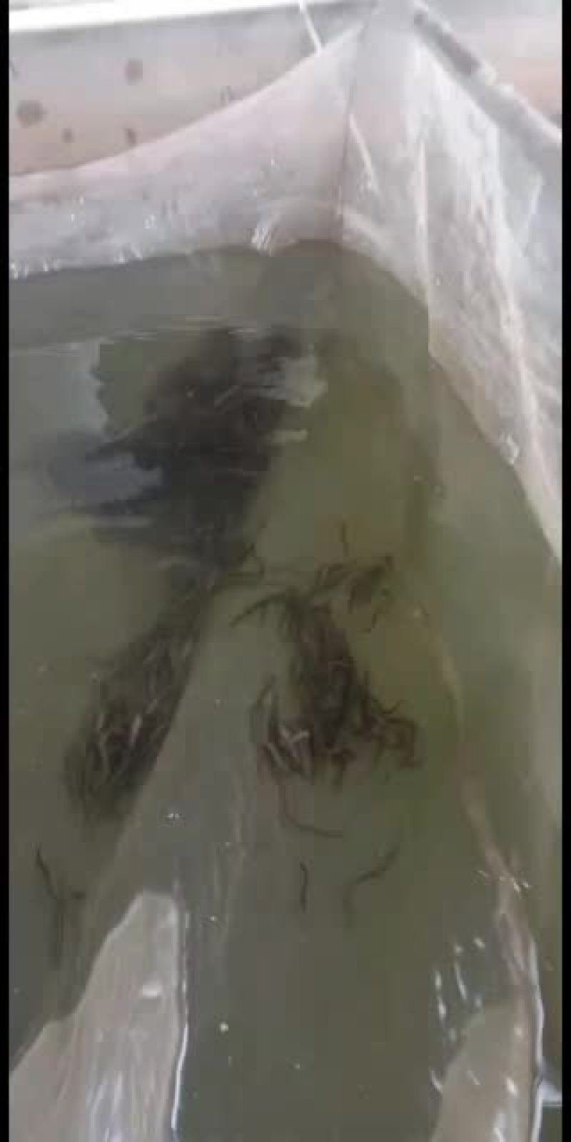 刺鳅鱼苗，，刀鳅鱼苗，养殖经济效益高，免费指导养殖技术