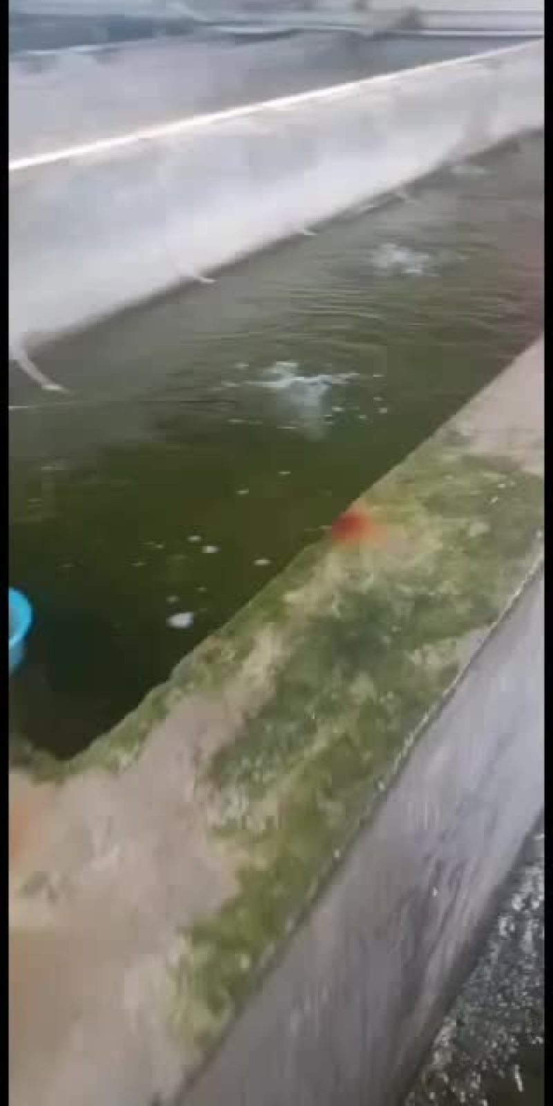 刺鳅鱼苗，，刀鳅鱼苗，养殖经济效益高，免费指导养殖技术
